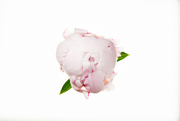 Beautiful pastel pink peony bud isolated on white. Top view. Holiday, wedding, love, birthday design. Natural floral background