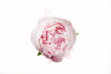 Beautiful pastel pink peony flower isolated on white. Top view. Holiday, wedding, love, birthday design. Natural floral background