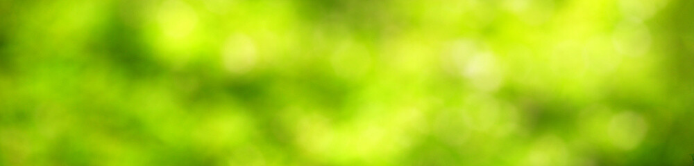 Fototapeta na wymiar Abstract green blurred natural background, horizontal banner - view of the green foliage in the forest on a sunny day with space for text