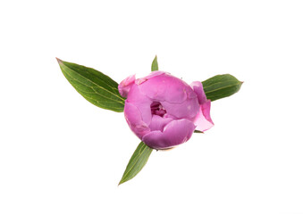 Beautiful bright pink peony bud on white background. Top view. Wedding backdrop, Birthday,...