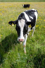 spotted cows in green grassy meadow with yellow flowers