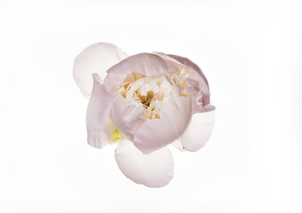 Fototapeta na wymiar Gender pastel peony bud isolated on white. Wedding b, background, Birthday, Valentine's Day concept