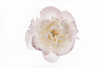 Beautiful white open peony flower isolated on white. Holiday, wedding, love, birthday design. Natural floral background
