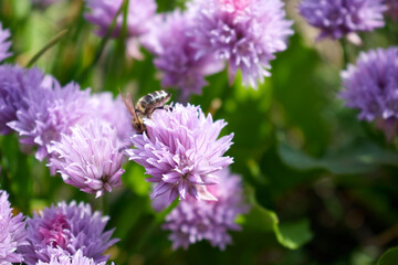 A beautiful flower in the center of the frame and a bee sitting on this flower

