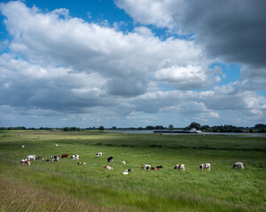 Fototapeta na wymiar cows in summer meadow near river lek with ship in holland
