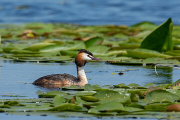 Crested grebe swims on the lake in a field of white water lilies