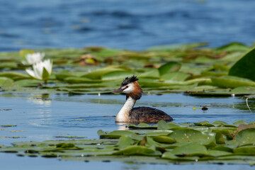 Crested grebe swims on the lake in a field of white water lilies