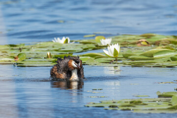 Crested grebe swims on the lake in a field of white water lilies