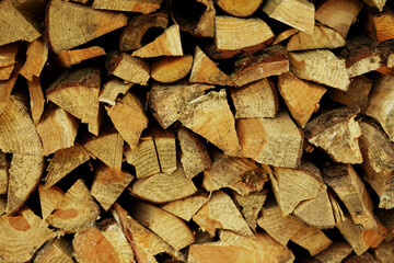the pieces of dry wood 