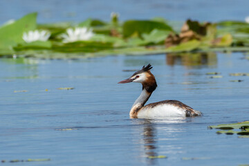 Crested grebe swims on the lake in a field of white water lilies
