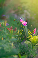 Fototapeta premium Pink Dahlia with water drops in a fairy-tale atmosphere (summer sunny day)