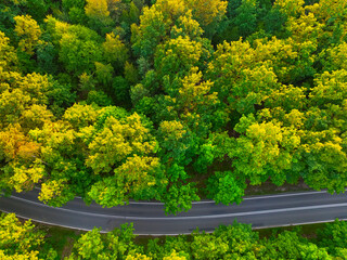 Top view of the forest trees and the road through the forest. Aerial photo of the forest, drone.