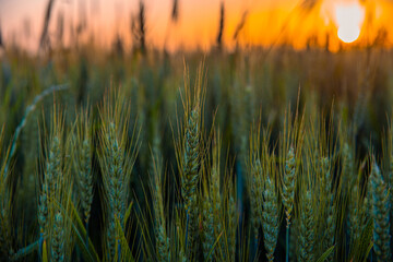 A farmland against the setting sun. A wheat field during sunset. Ripening rye ears against the backdrop of the sun. Cereal cultivation concept. © Sebastian