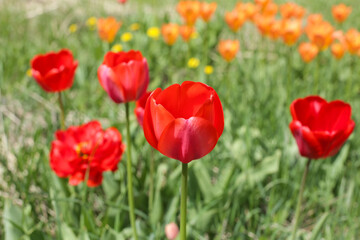 Fototapeta na wymiar Blooming poppies.