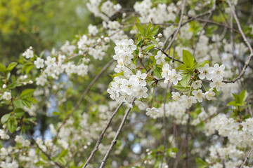 .Blooming tree.