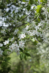 .Blooming tree.