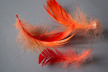 orange feather on a gray background