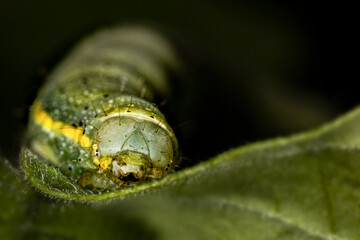 Extreme close-up of the head of a green caterpillar of a moth eating on a tomato leaf, Noctuidae, Lacanobia oleracea