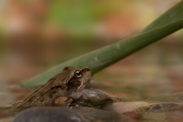 Young brown frog looks out of the shallow water, Rana temporaria