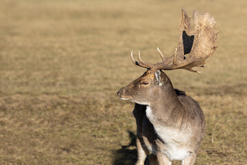 A mature fallow deer with large antlers, dama dama