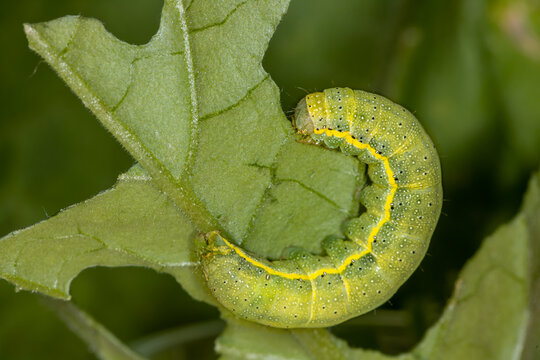 A green yellow striped caterpillar of a moth eating on a tomato leaf in the garden in the summer, Noctuidae, Lacanobia oleracea