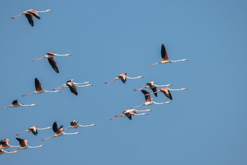 A flock of flamengo birds in flight