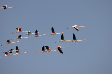 A flock of flamengo birds in flight