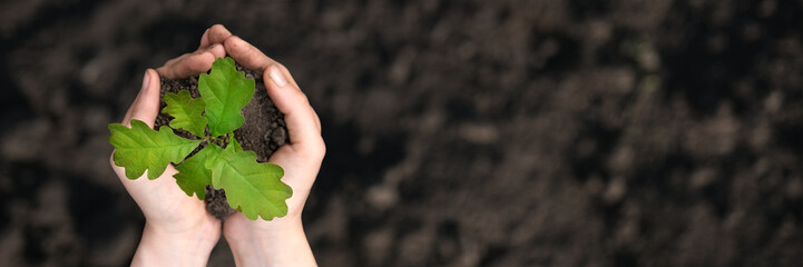 Close up top view on the palms holding oak sapling. Plant in the hands. Care of the Environment. Ecology concept. Long banner.
