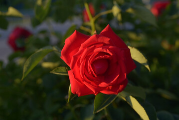 A bright red rose at sunset