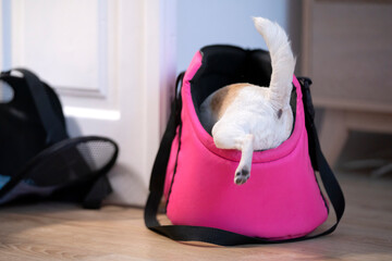 Pies wchodzi do swojej torby transportowej  - obrazy, fototapety, plakaty