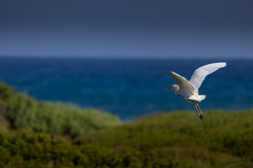 A white heron flying over  meadow in the early morning