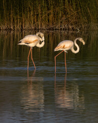 A flock of flamingo birds in the fish ponds of Kibbutz Nachshalim