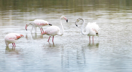 A flock of flamingo birds in the fish ponds of Kibbutz Nachshalim