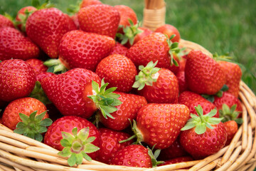Fresh red strawberries, close-up, lie in a wicker basket on the grass.Mockup, postcard with place for text.The concept of healthy food, vitamins, agriculture, market, strawberry sale. 