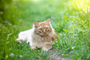 red-haired beautiful cat with long hair walks on the street on the green grass. Summertime. Fresh green grass