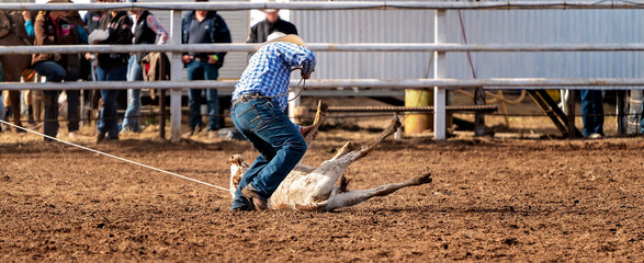 Cowboy Steer Wrestling At Country Rodeo