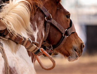 Close Up Of Face Of Rodeo Horse