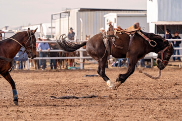 Wild Horse Bucks Off Rider At Country Rodeo