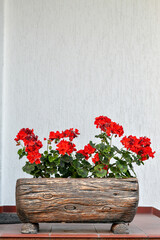 Red flowers planted in big grunge copper flowerpot. Copy space.