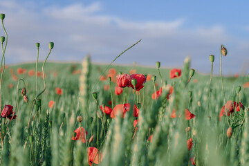 Fototapeta na wymiar Poppy flowers in wheat field on a sunny summer day. Selective focus, low DOF.