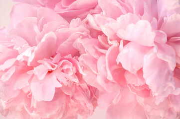 Fototapeta na wymiar Pink Peony Flower Petals Detail Closeup