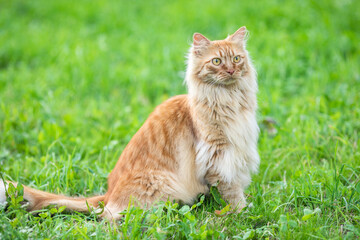 Naklejka na ściany i meble red-haired beautiful cat with long hair walks on the street on the green grass. Summertime. Fresh green grass