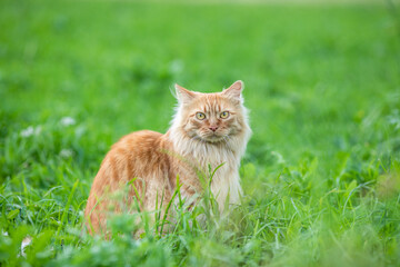Naklejka na ściany i meble red-haired beautiful cat with long hair walks on the street on the green grass. Summertime. Fresh green grass