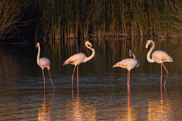 A flock of flamingo birds in the fish ponds of Kibbutz Nachshalim