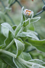 Flower bud just starting to open and green leaves covered in frost on a cold fall morning in Germany.