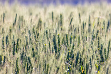 A closer look at wheat grains before harvest