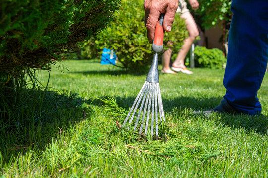 Work in the garden. The man is raking the grass with a rake. Taking care of the garden.