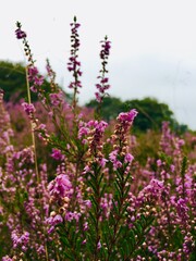 field of lavender