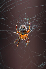 Spider on the web