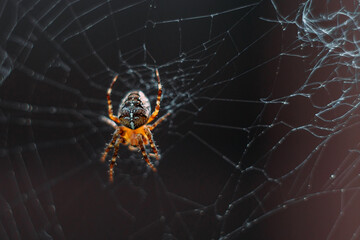 Spider on the web